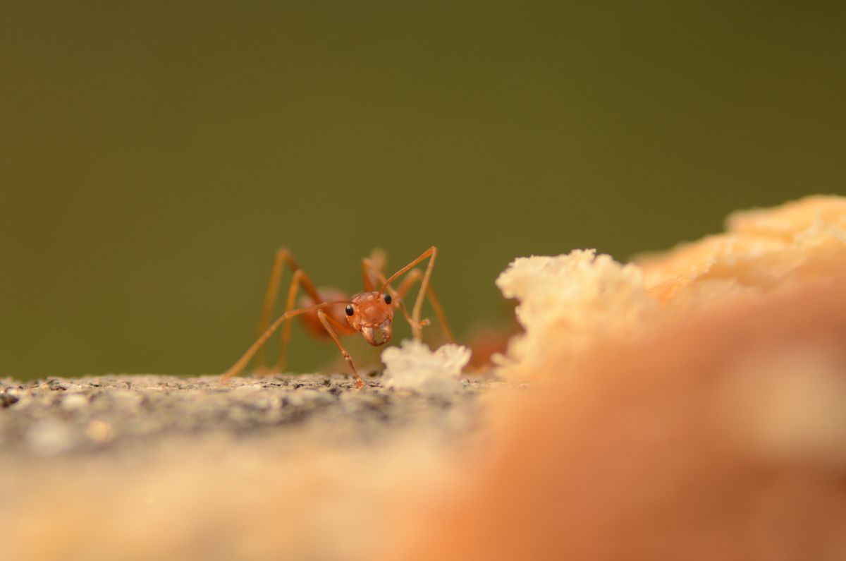 Close-up of an ant, a common Sacramento-area household pest