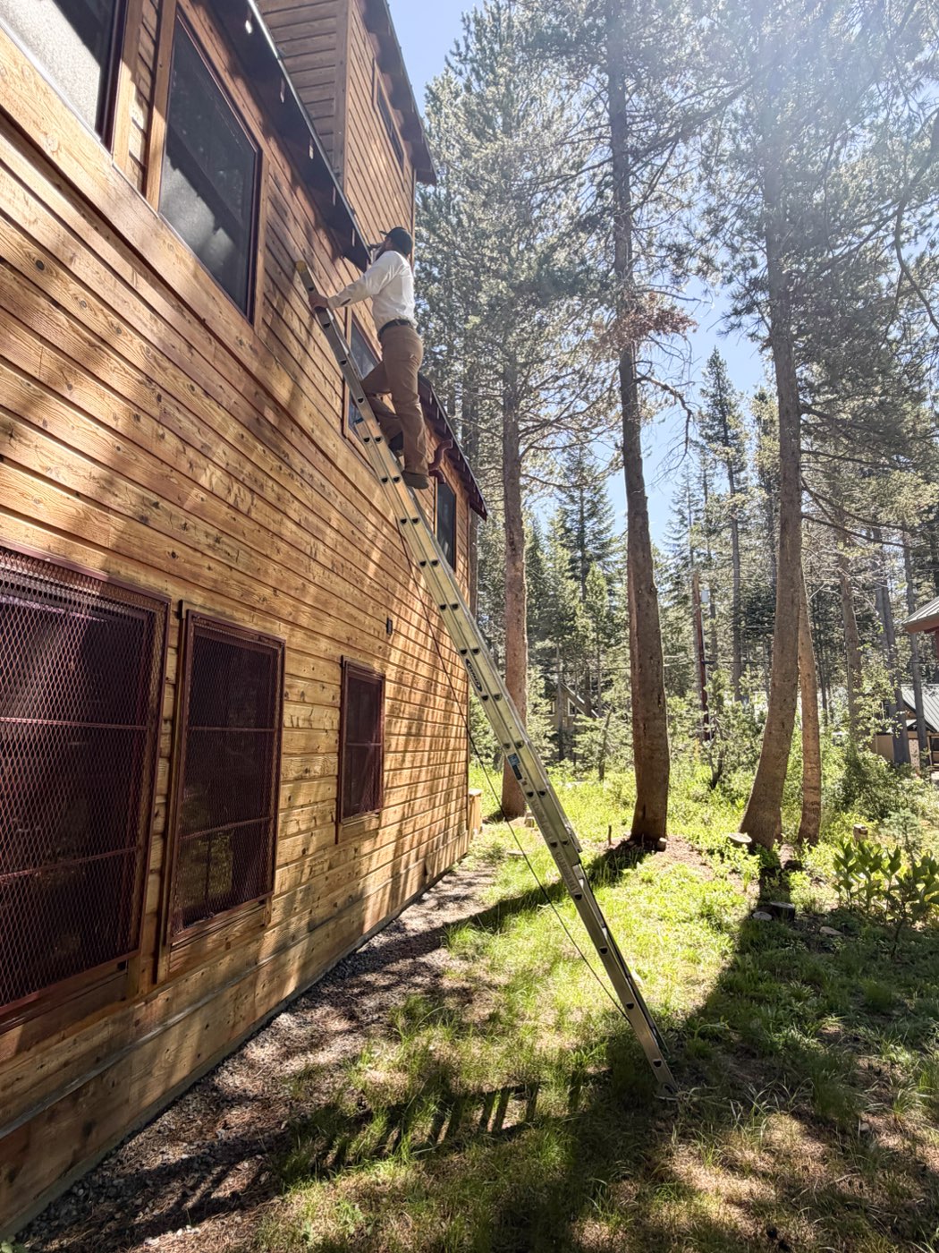 Ease technician on a ladder checking the eaves and roofline for wildlife entry points