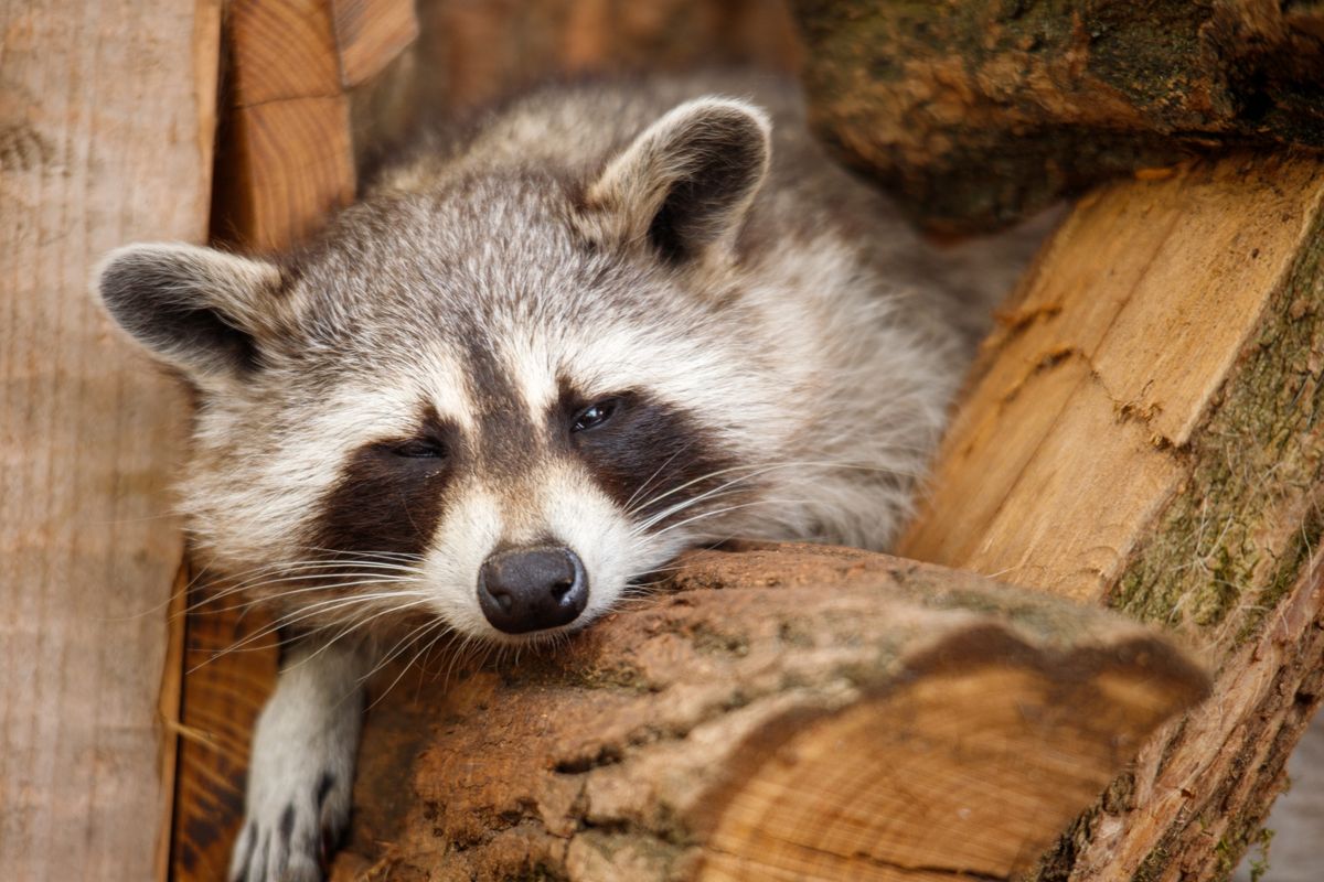 Humane wildlife removal: raccoon at a roofline entry point