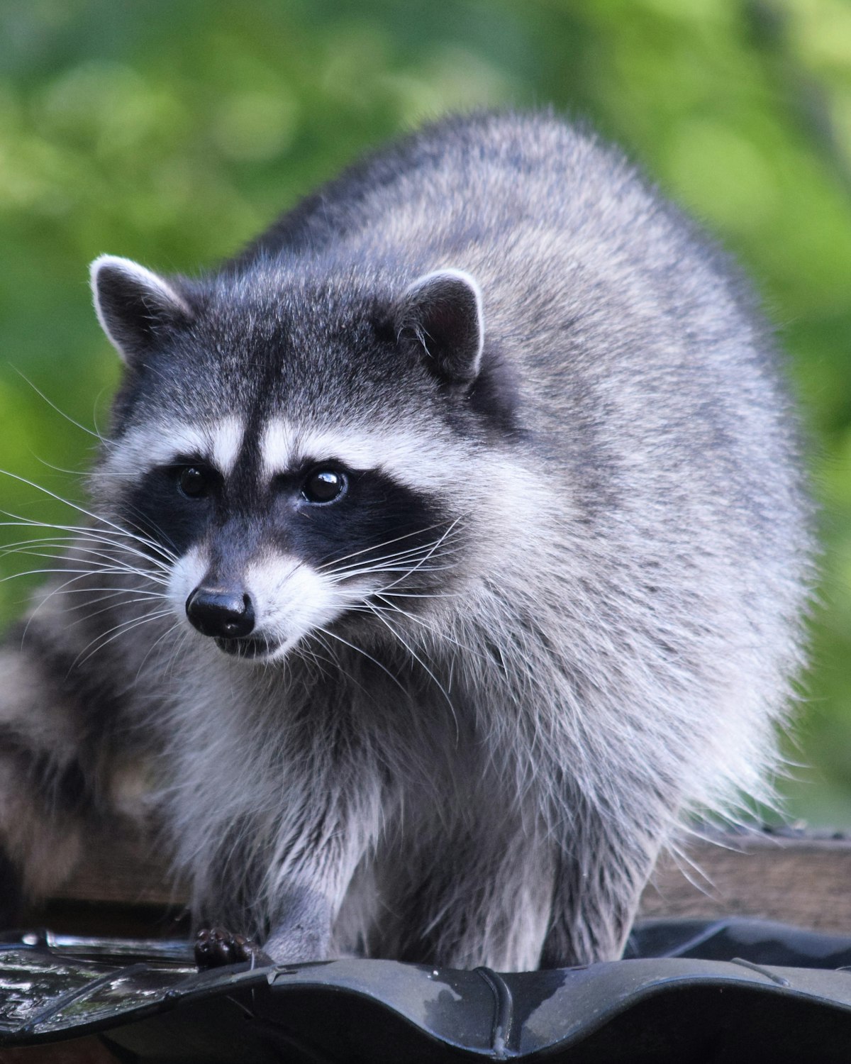 Raccoon at a residential roofline