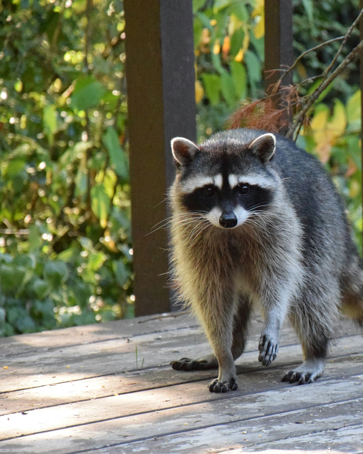 Raccoon at a damaged roofline entry point