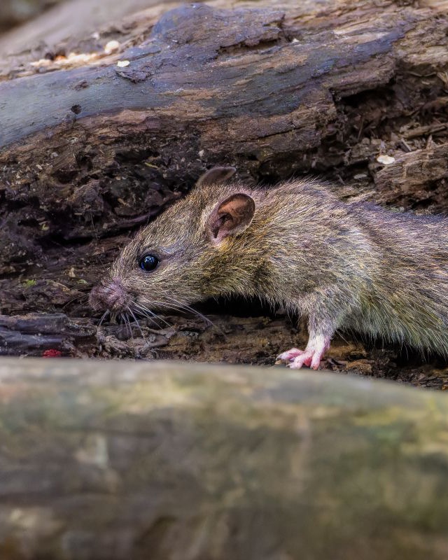 Close-up of a roof rat, a common Sacramento-area rodent