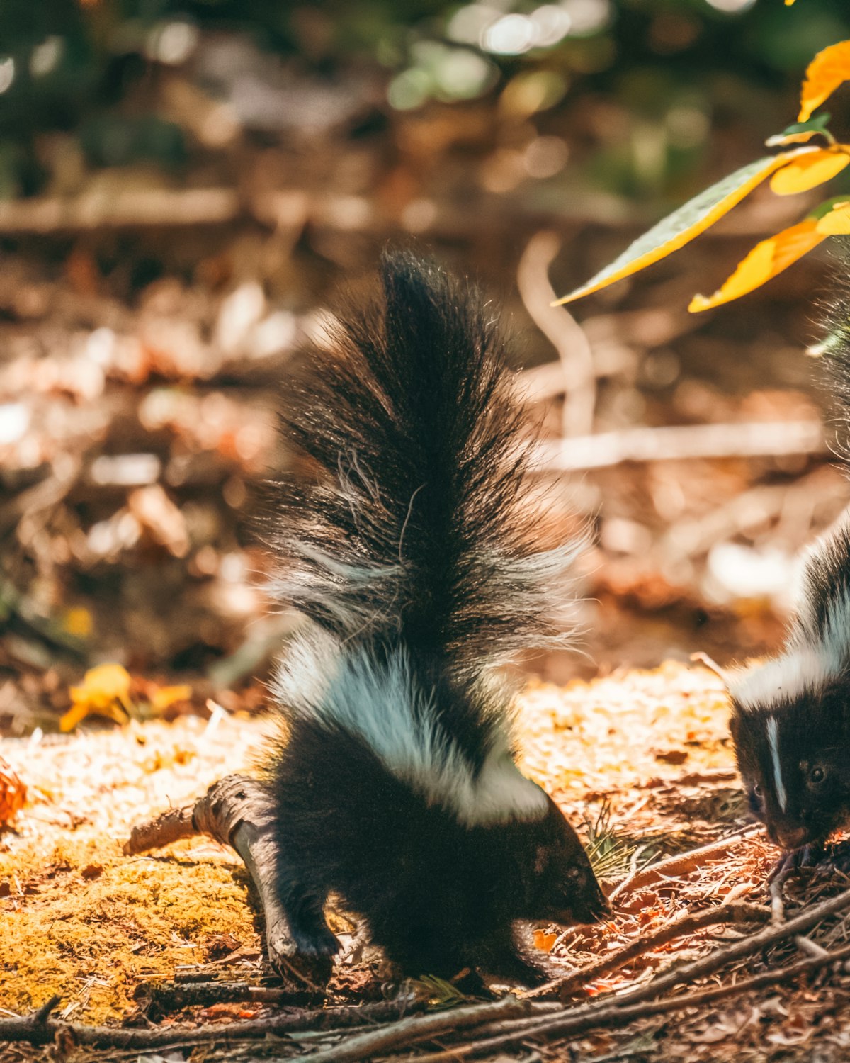 Skunk denning beneath a wooden deck